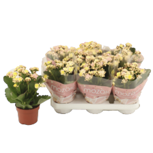 Kalanchoe